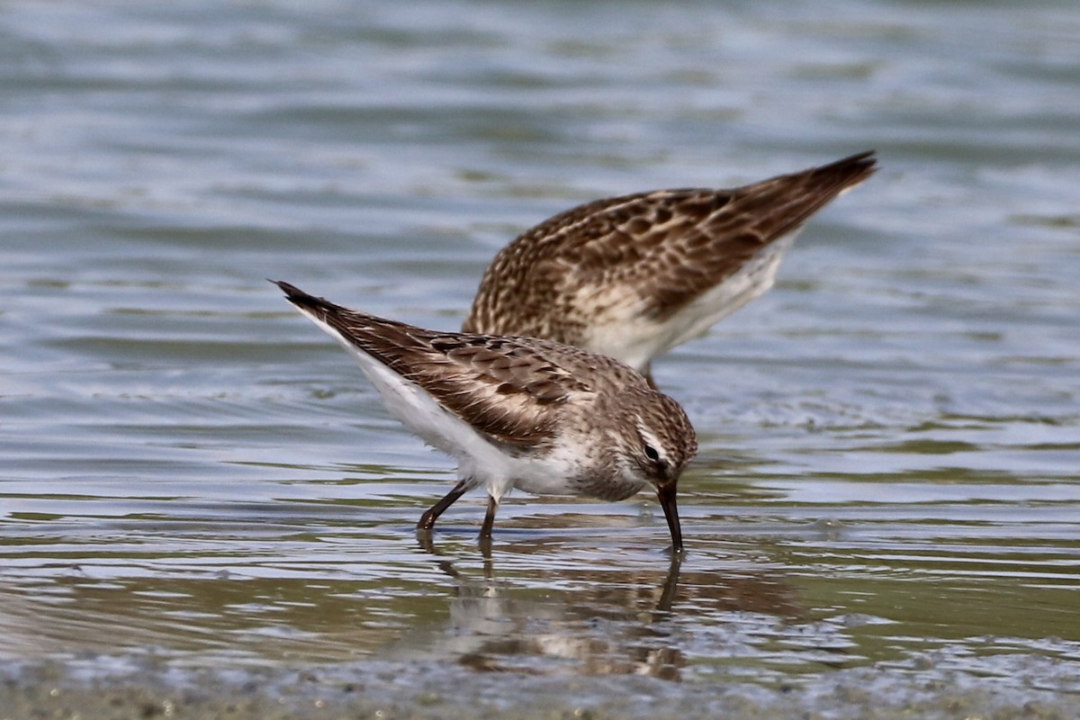 Weißbürzel-Strandläufer - ML608660611