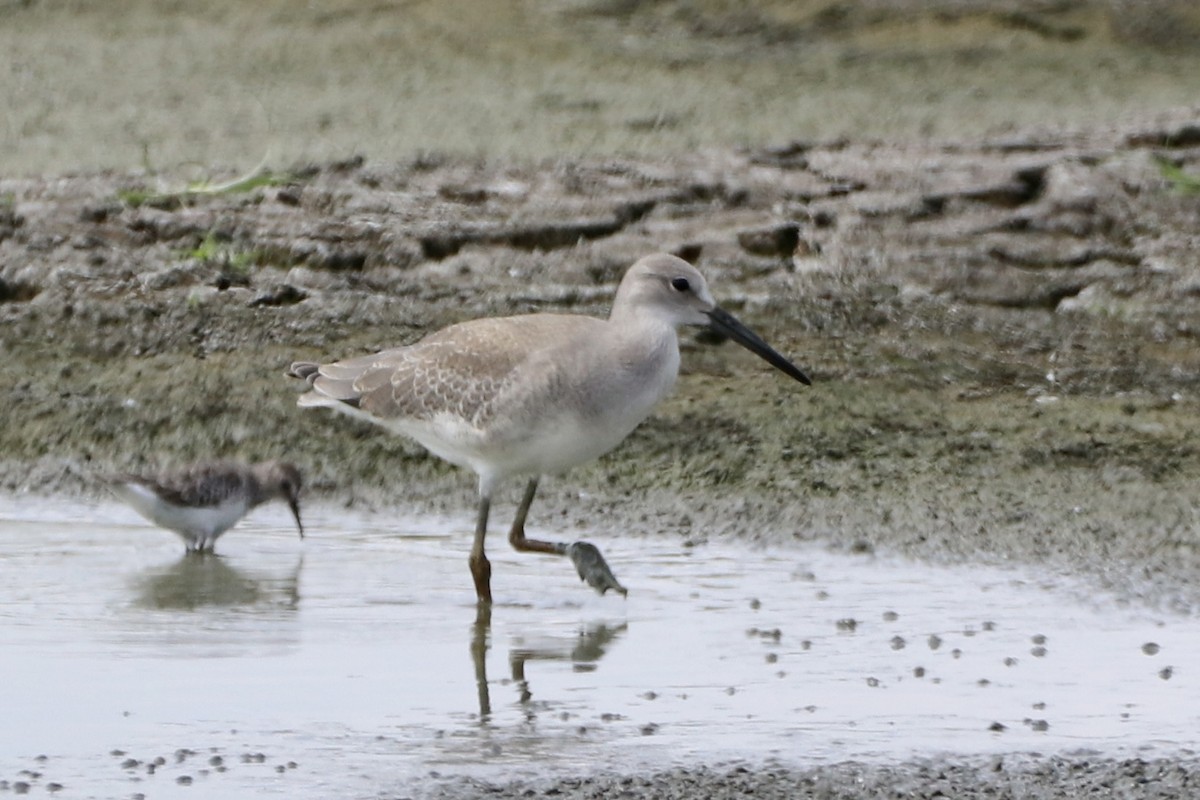 willetsnipe (inornata) - ML608660631