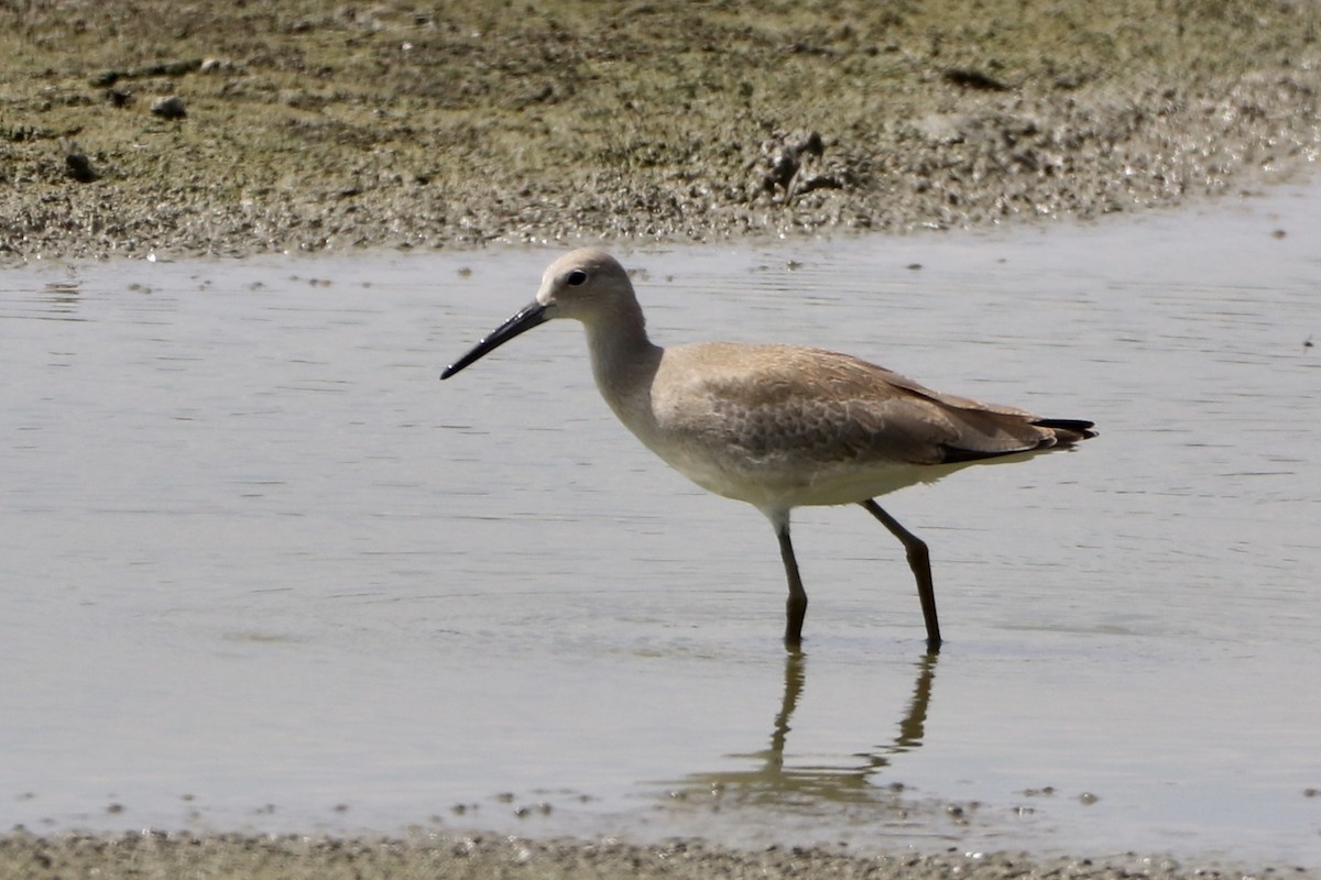 Chevalier semipalmé (inornata) - ML608660632