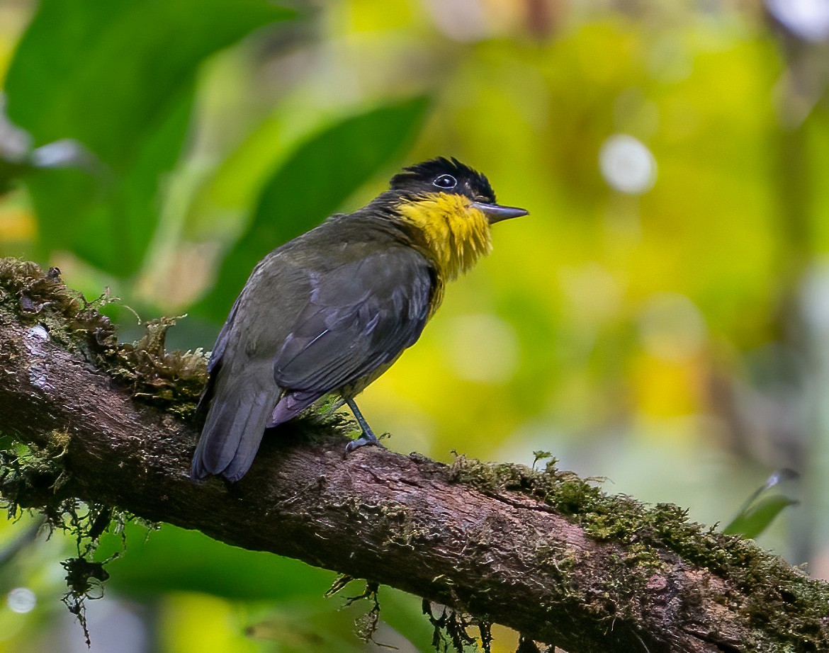 Andean Laniisoma - Alex Boas