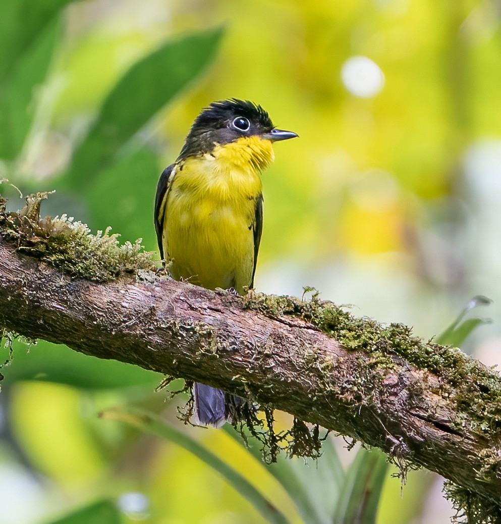 Andean Laniisoma - ML608660643