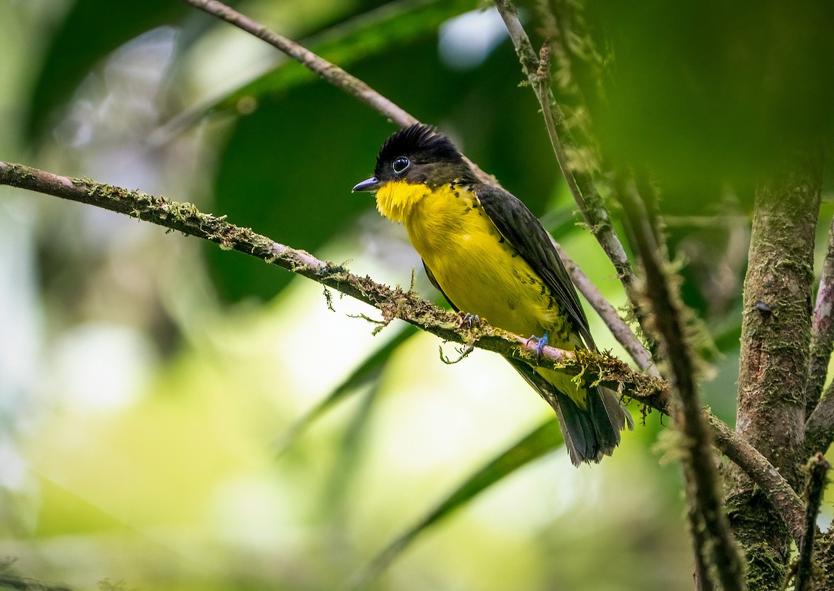 Andean Laniisoma - Alex Boas