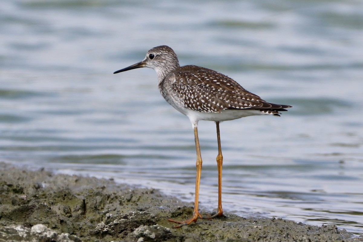 Lesser Yellowlegs - ML608660672