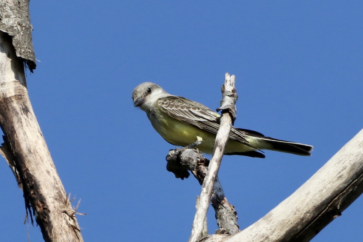 Western Kingbird - ML608660691