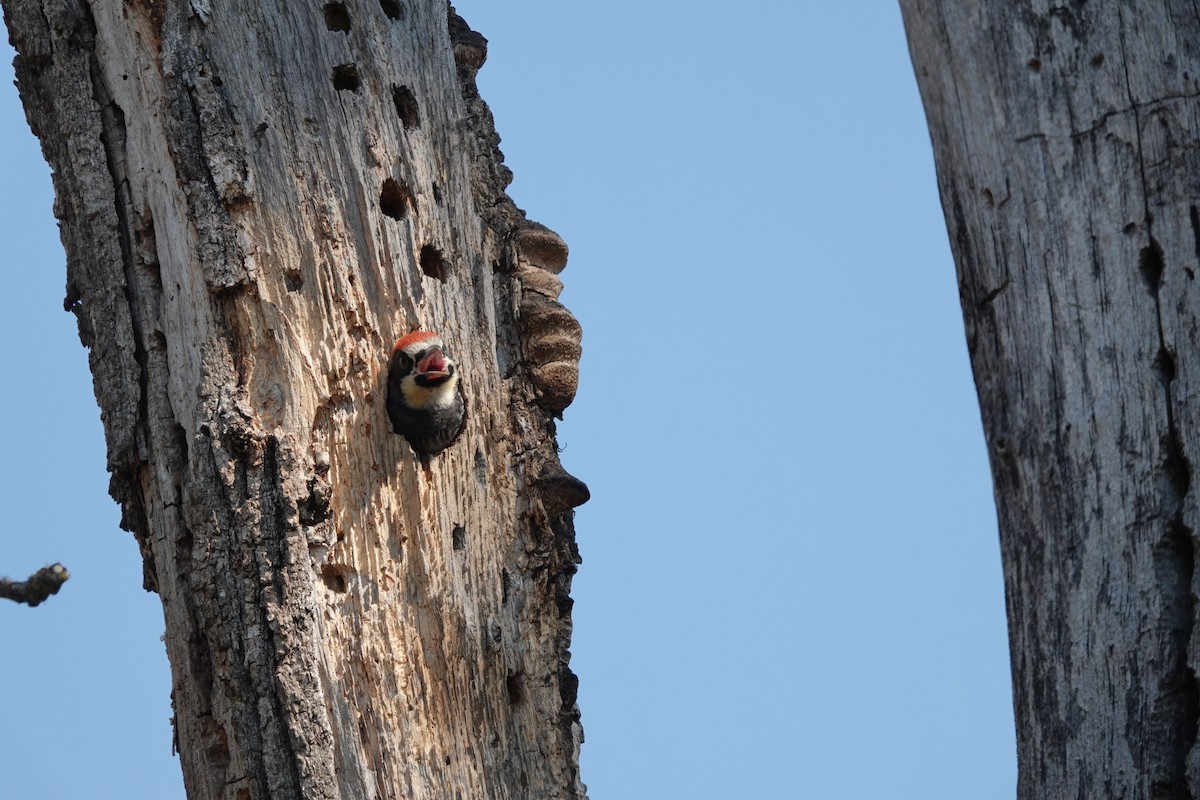 Acorn Woodpecker - ML608660701