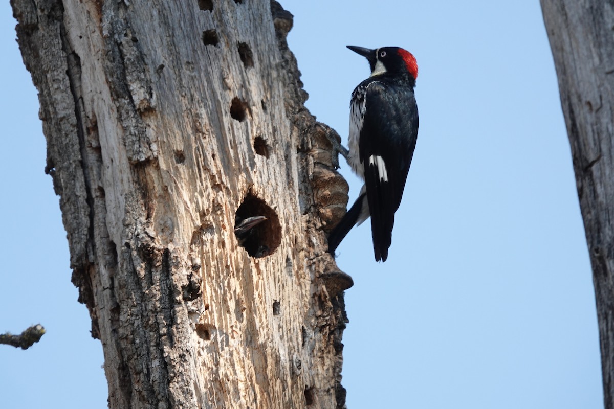 Acorn Woodpecker - ML608660702