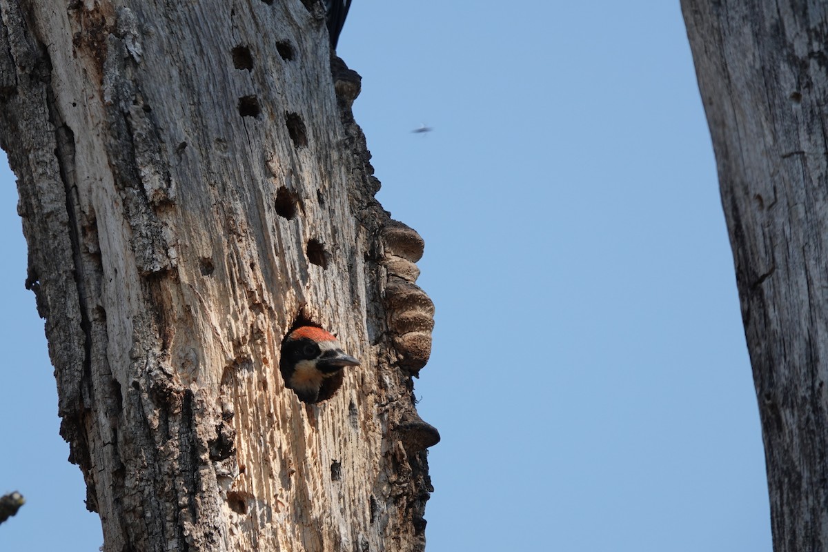 Acorn Woodpecker - ML608660703