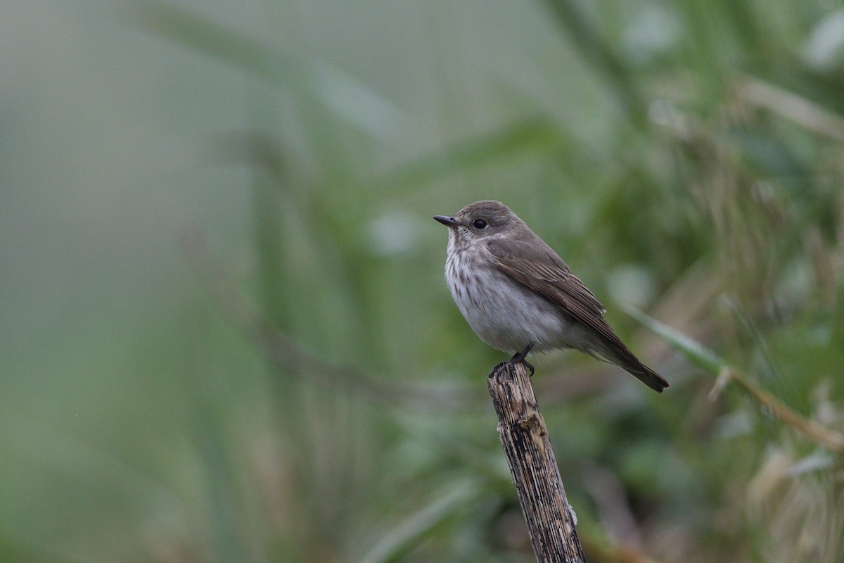 Gray-streaked Flycatcher - ML608660708