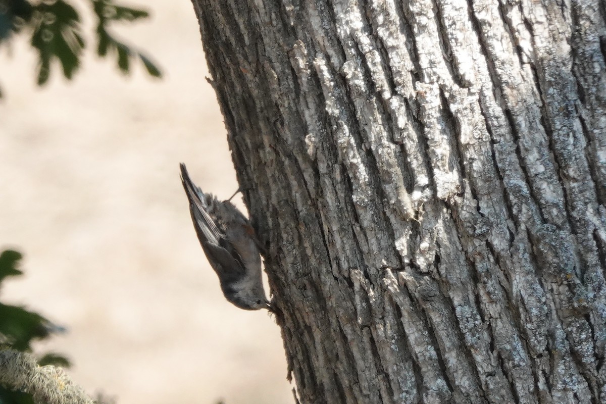 White-breasted Nuthatch - ML608660712