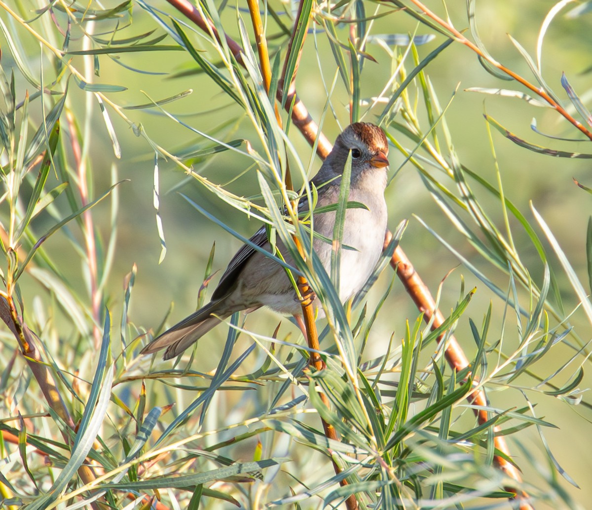 White-crowned Sparrow - ML608660716