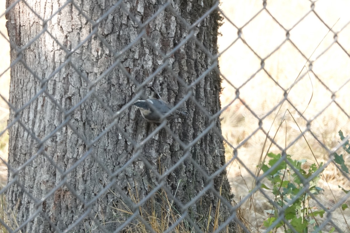 White-breasted Nuthatch - ML608660722