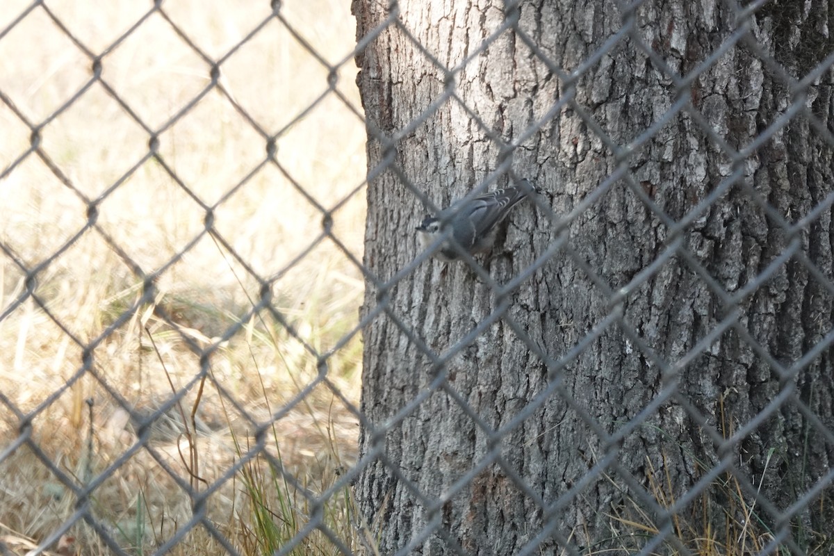 White-breasted Nuthatch - ML608660723