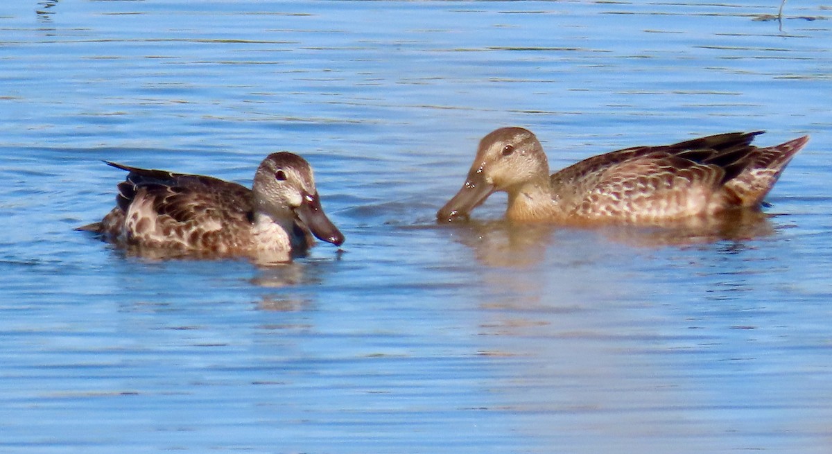 Cinnamon Teal - Leslie Schweitzer