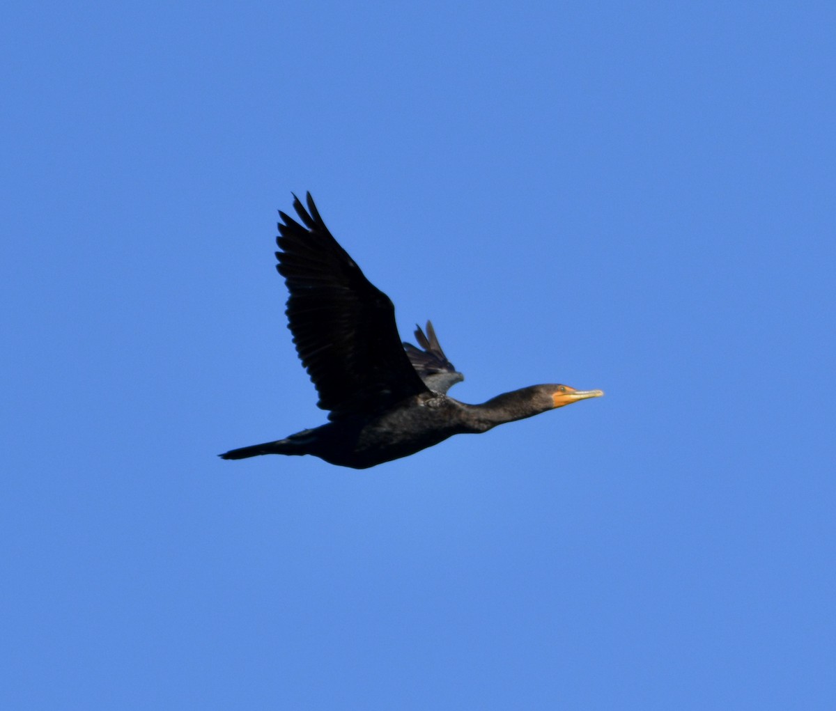 Double-crested Cormorant - ML608660773