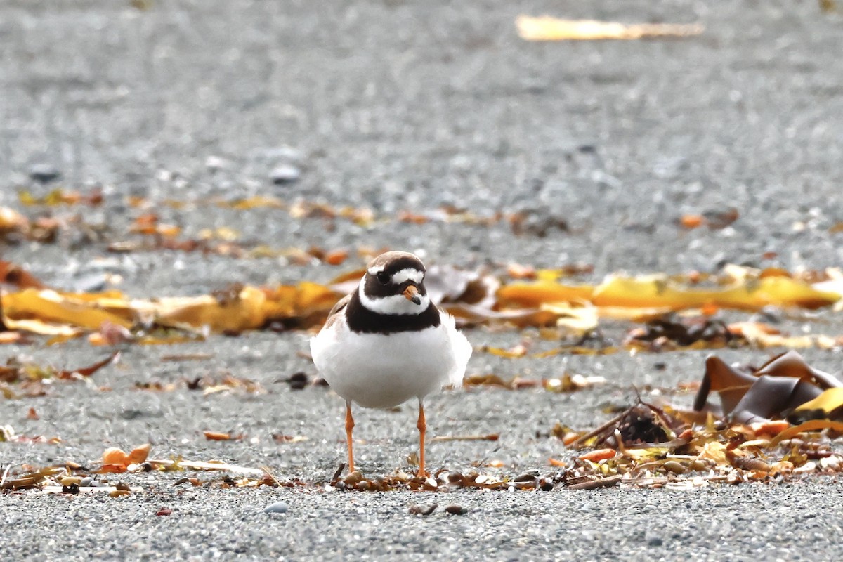 Common Ringed Plover - ML608660999