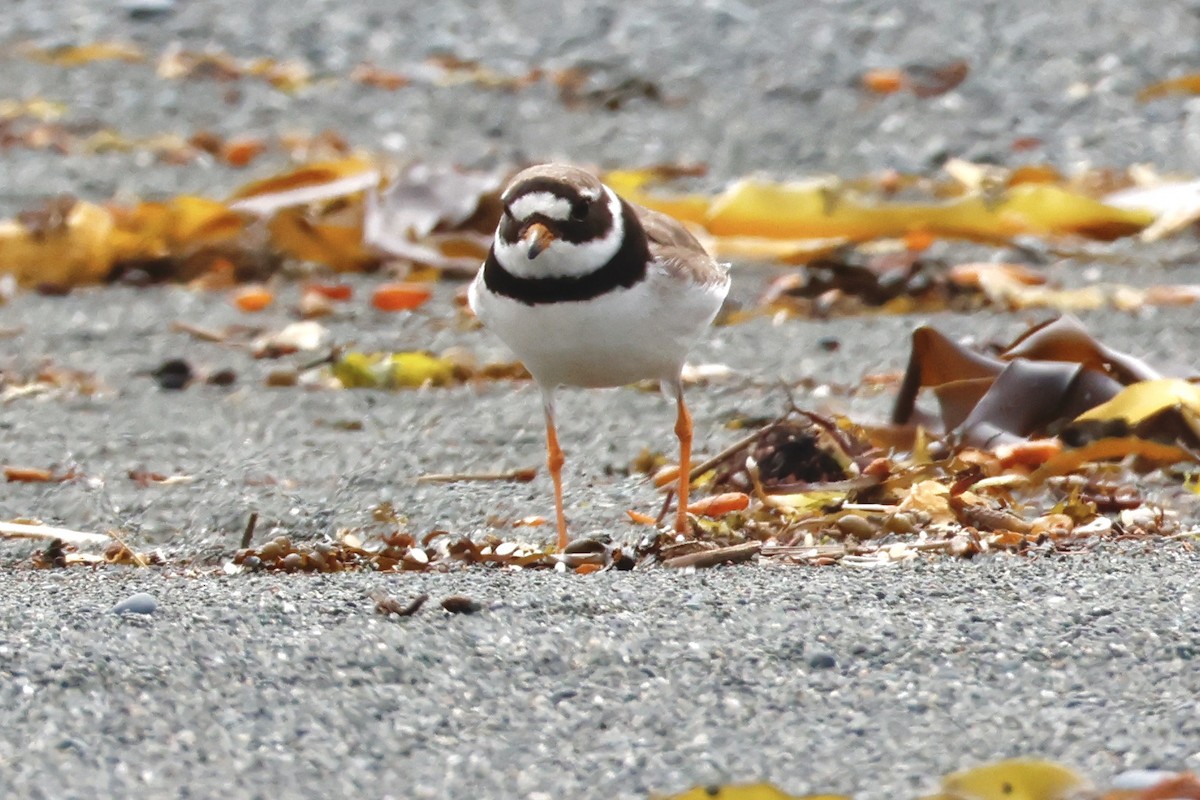 Common Ringed Plover - ML608661005