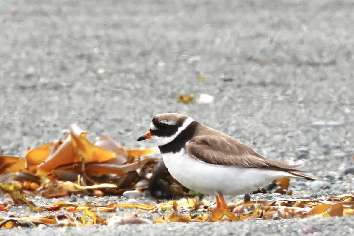 Common Ringed Plover - ML608661009