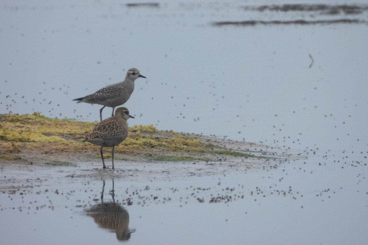 American Golden-Plover - Kellen Apuna