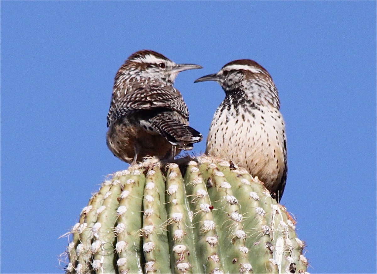 Cactus Wren - Anonymous