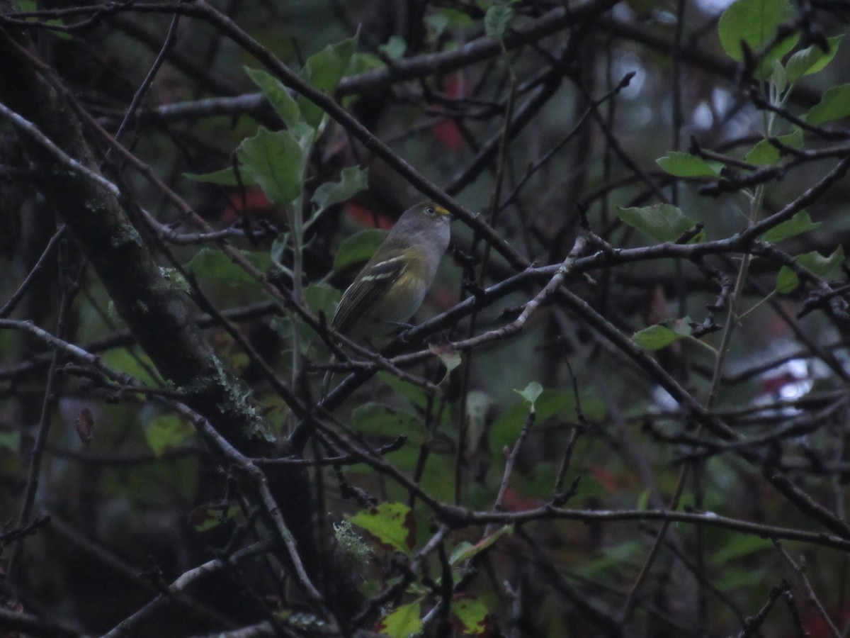 Ak Gözlü Vireo - ML608661153