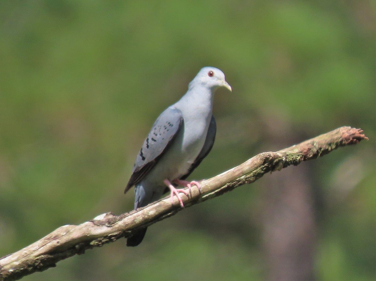 Blue Ground Dove - ML608661202