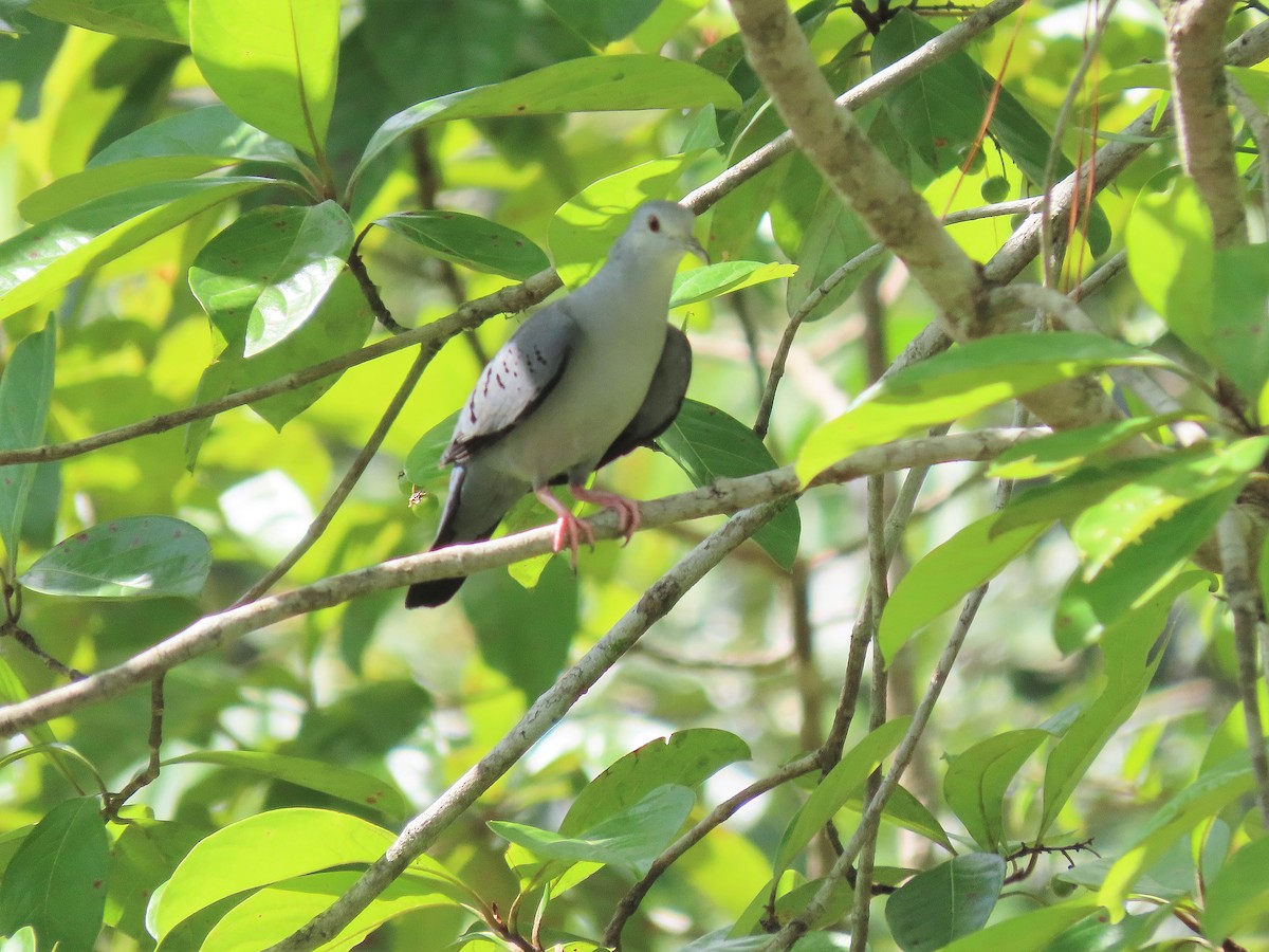 Blue Ground Dove - ML608661203