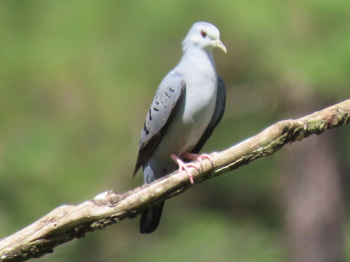 Blue Ground Dove - ML608661207