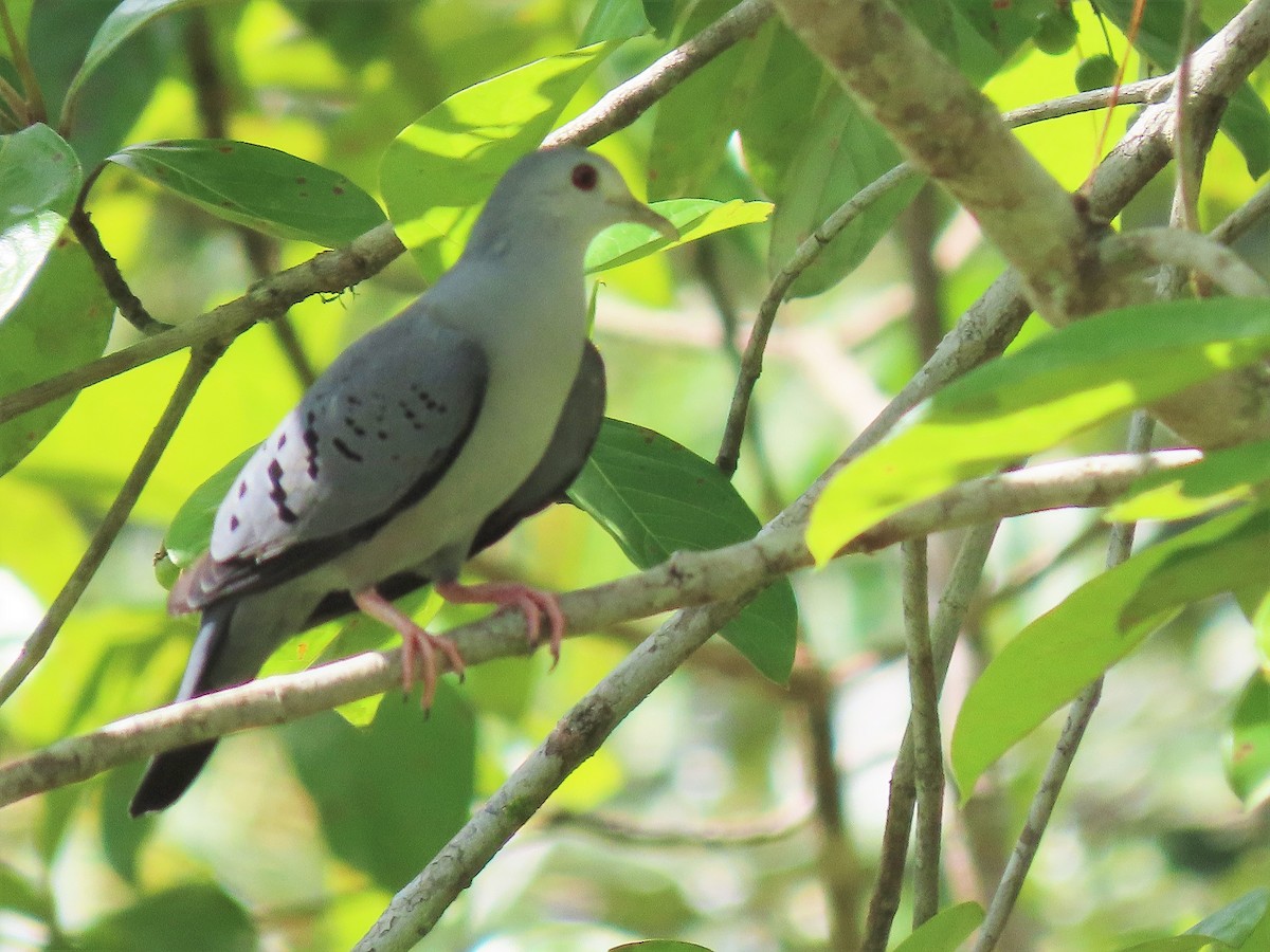 Blue Ground Dove - ML608661210