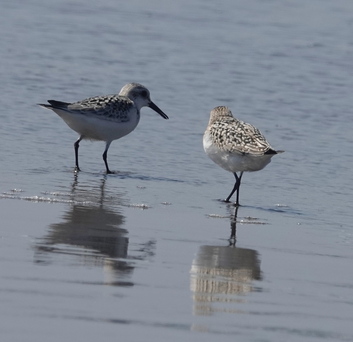 Bécasseau sanderling - ML608661218