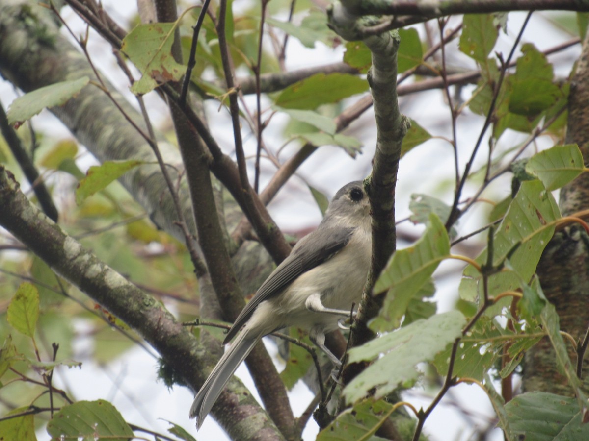 Tufted Titmouse - ML608661289