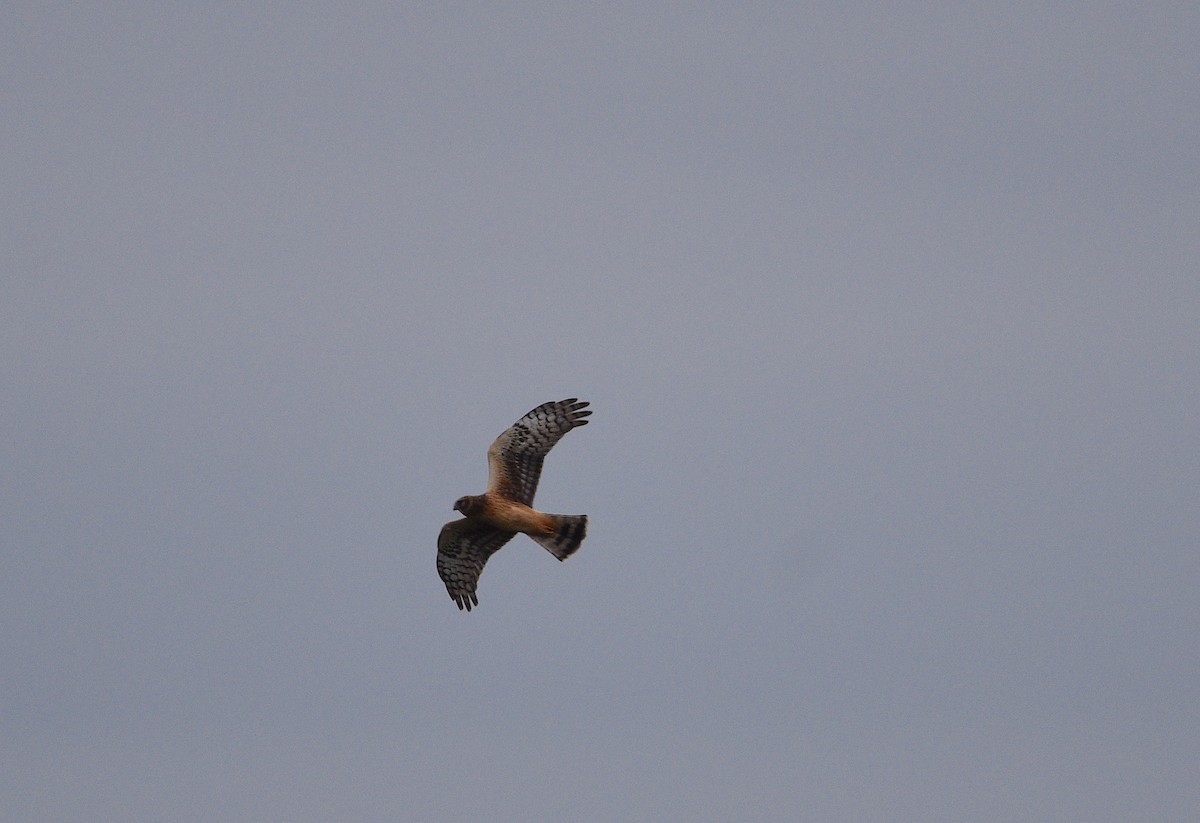 Northern Harrier - ML608661364