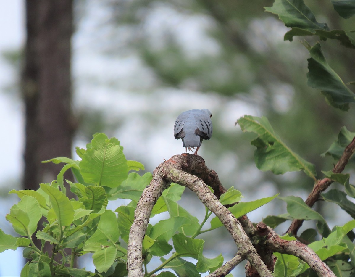 Blue Ground Dove - ML608661427