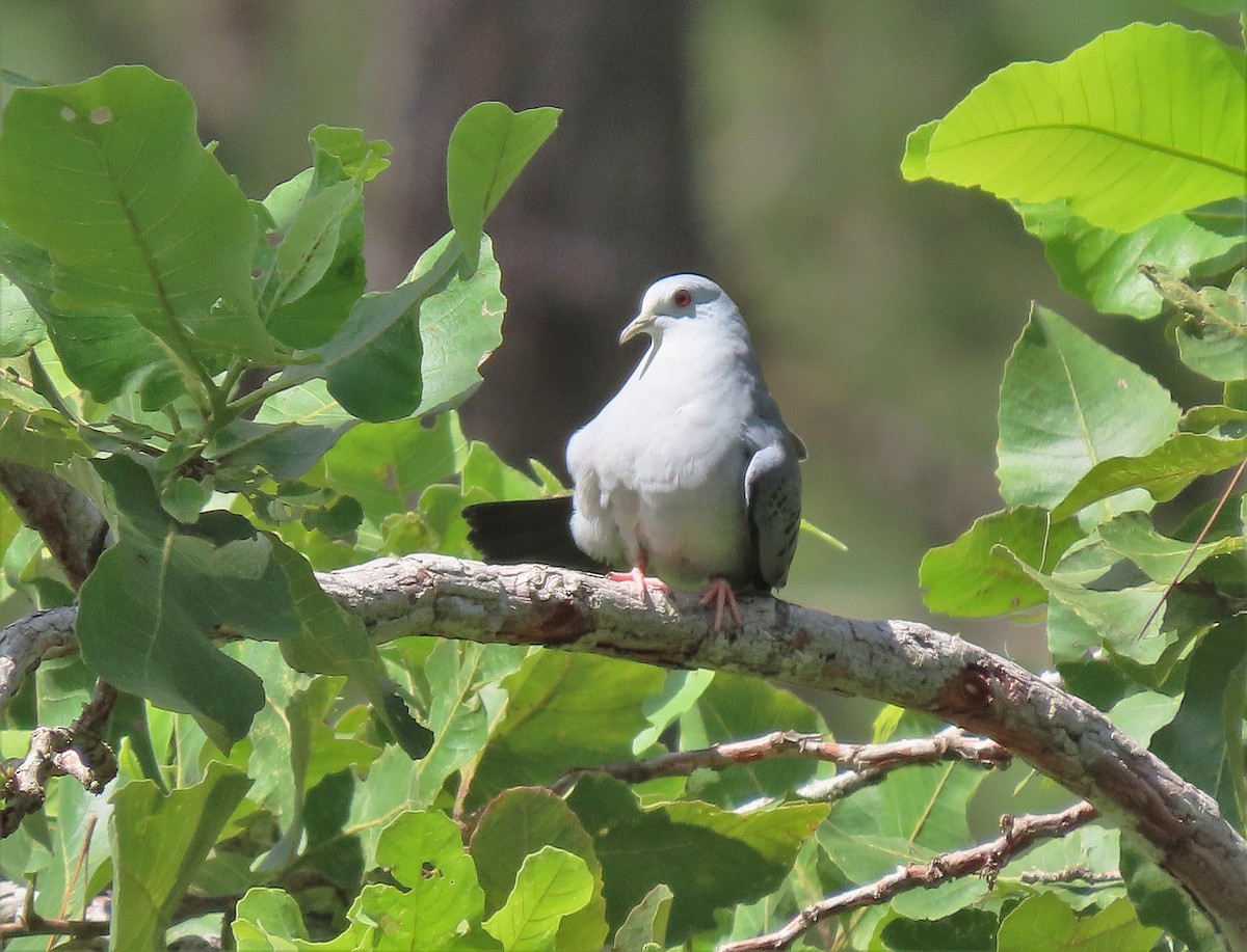 Blue Ground Dove - ML608661428