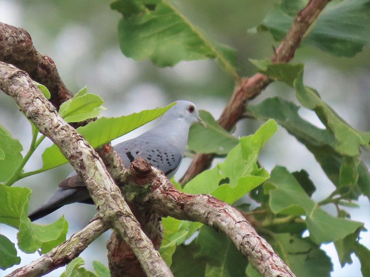 Blue Ground Dove - ML608661429