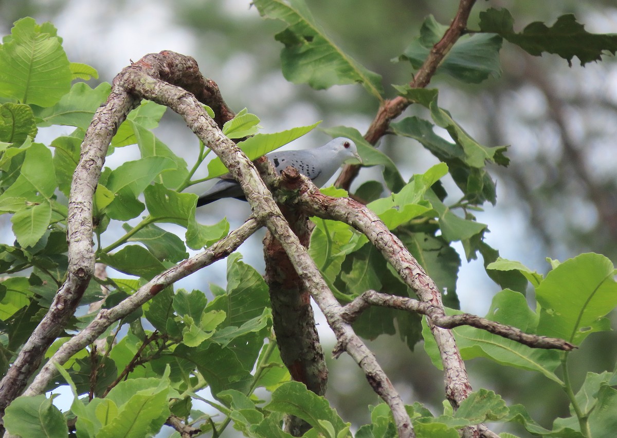 Blue Ground Dove - ML608661430