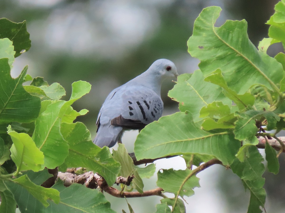 Blue Ground Dove - ML608661431