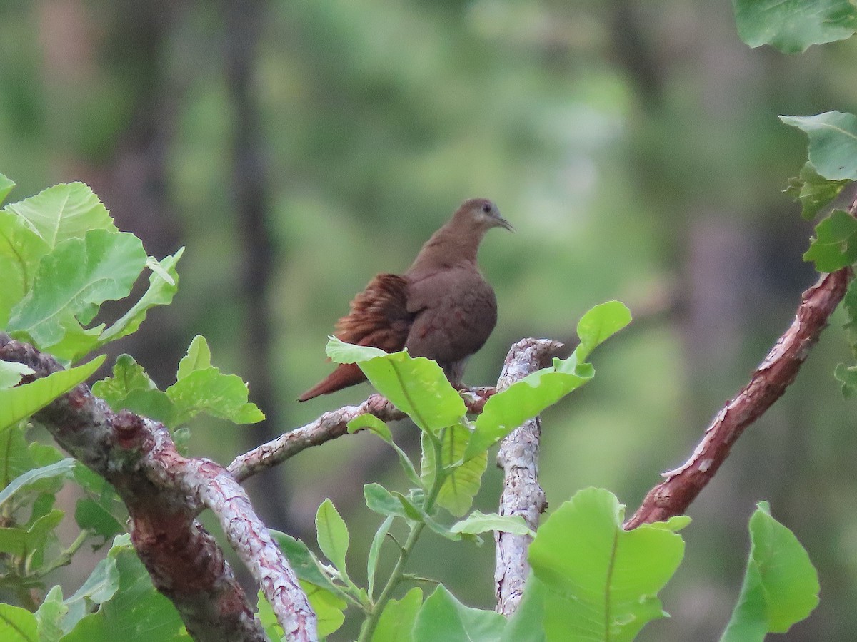 Blue Ground Dove - Alfonso Auerbach