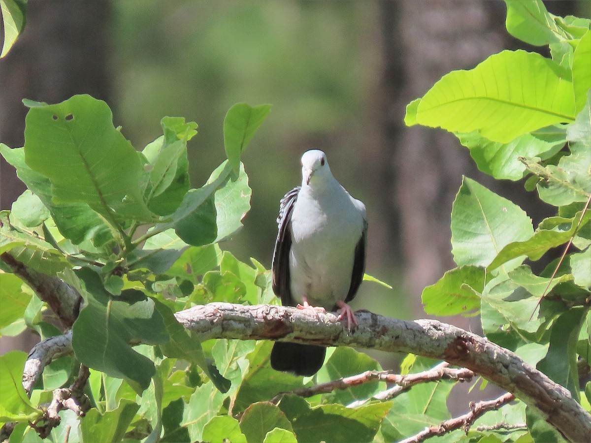 Blue Ground Dove - ML608661433