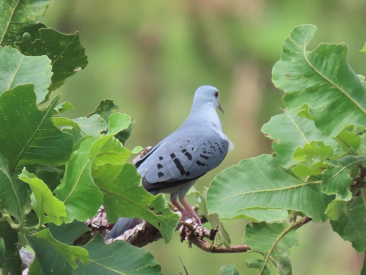 Blue Ground Dove - ML608661434