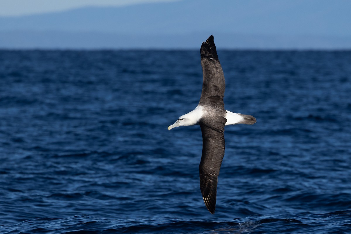 White-capped Albatross - Jodi Webber