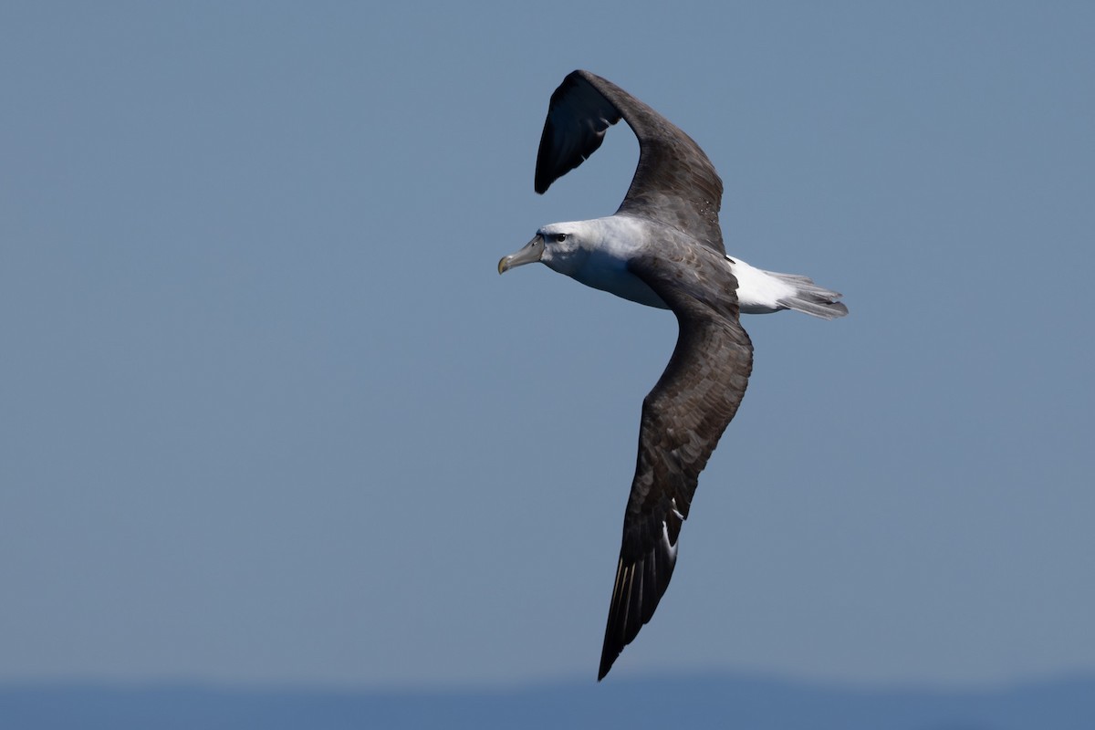 White-capped Albatross - Jodi Webber