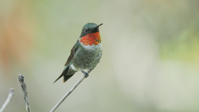 Colibri à gorge rubis - ML608661679