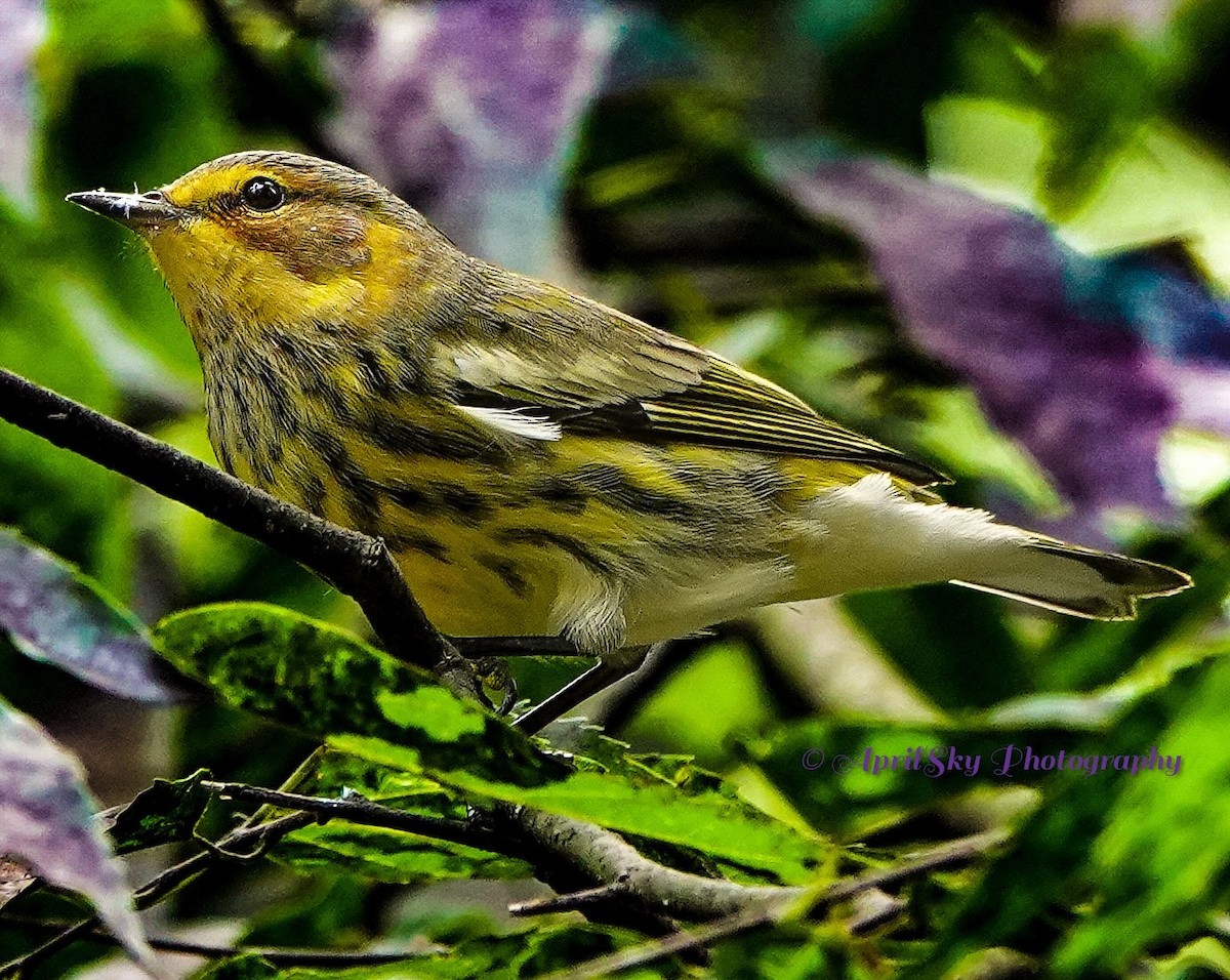 Cape May Warbler - ML608661828