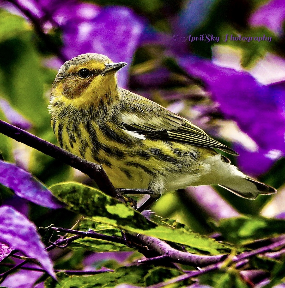 Cape May Warbler - ML608661829