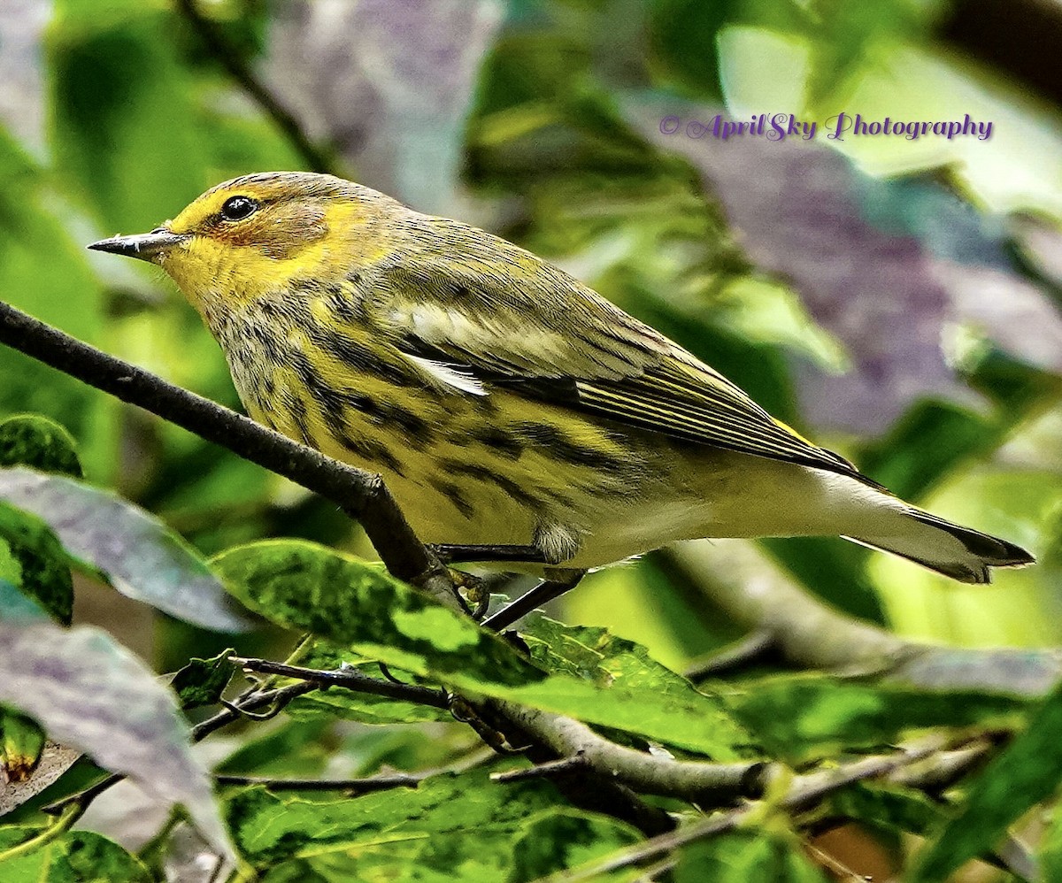 Cape May Warbler - ML608661830