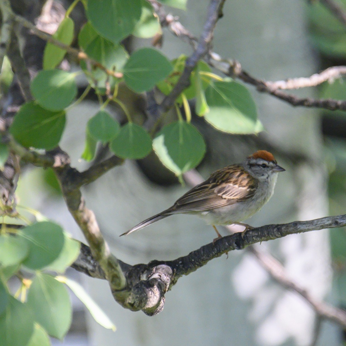 Chipping Sparrow - ML608661852