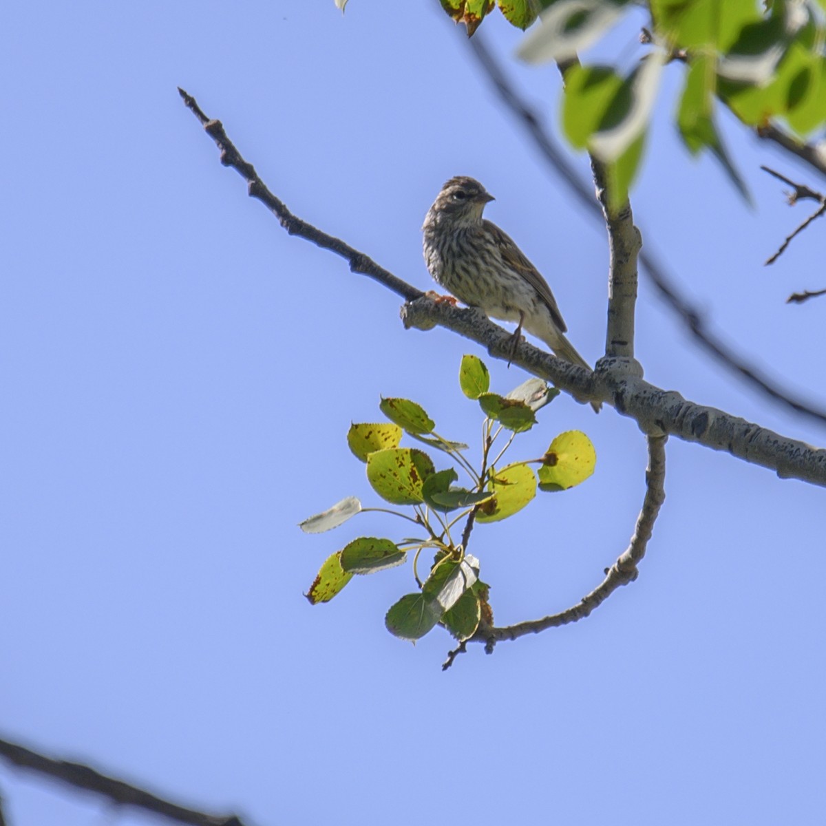 Chipping Sparrow - ML608661859