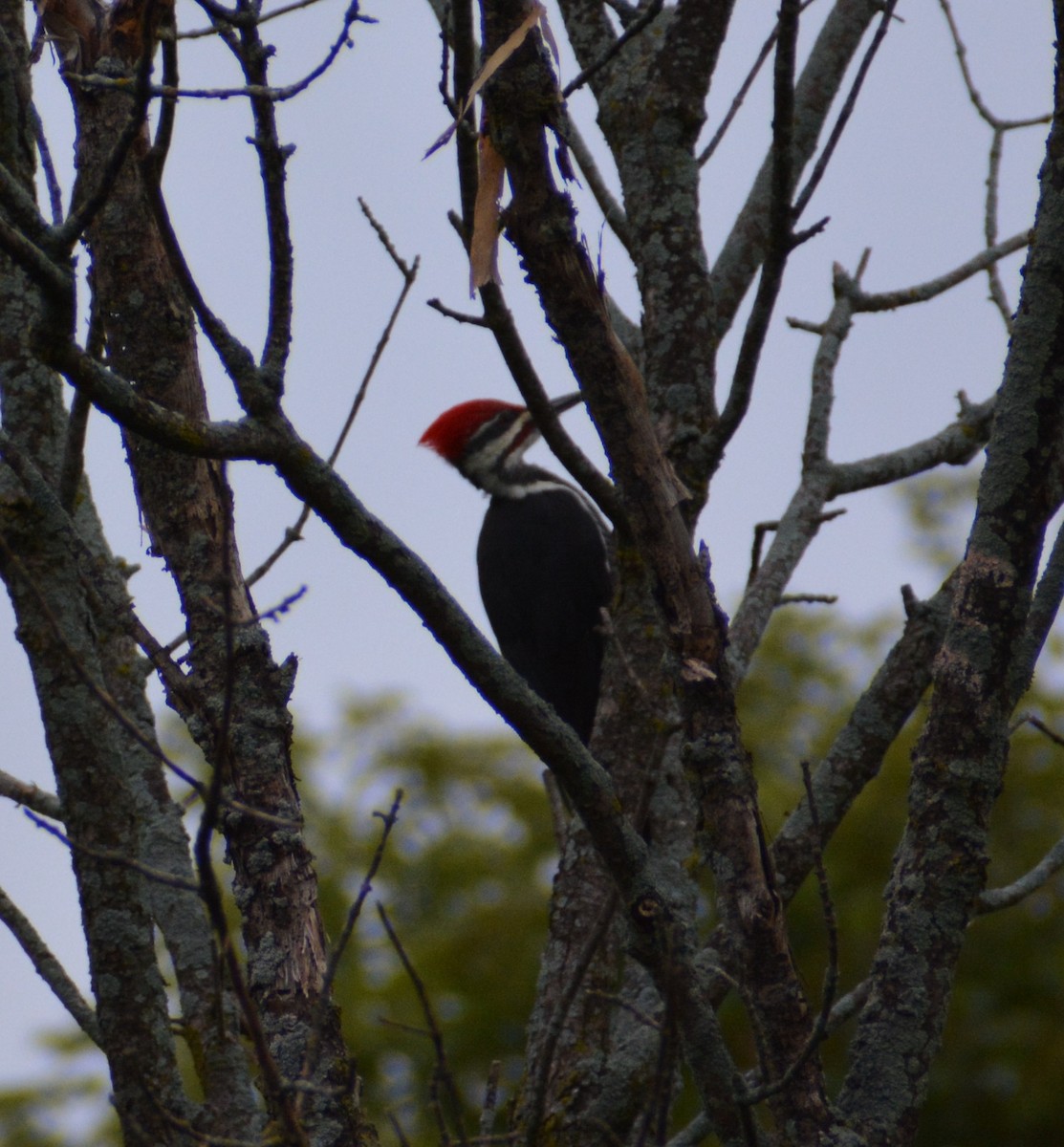 Pileated Woodpecker - ML608661869