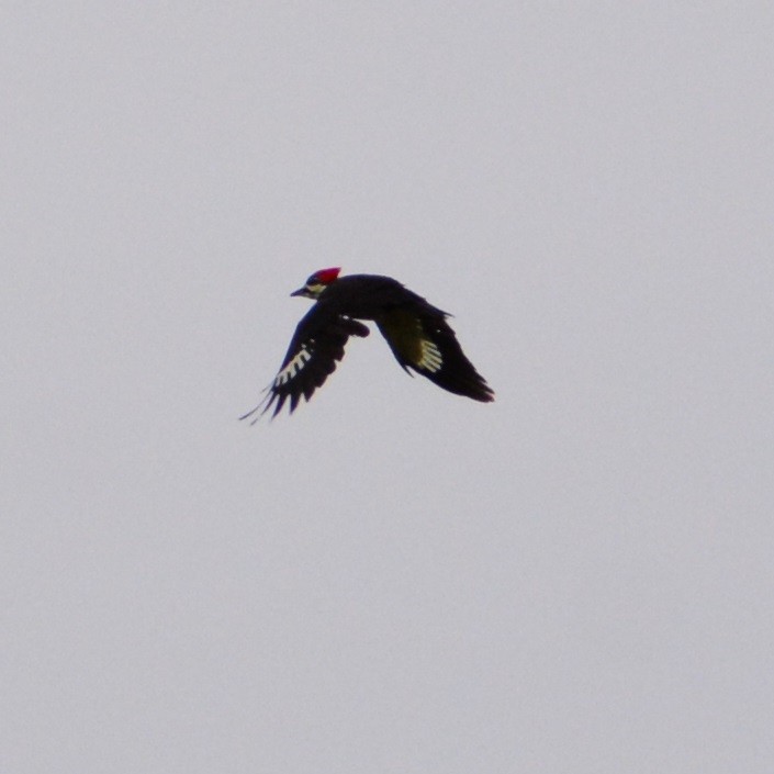 Pileated Woodpecker - ML608661870