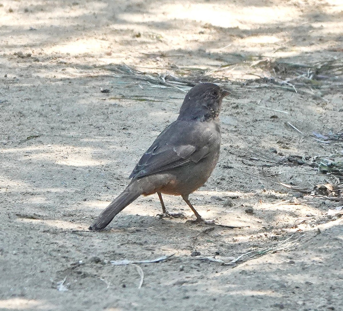 California Towhee - ML608661931